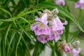 Desert willow Chilopsis linearis nectar-rich pink flowers Royalty Free Stock Photo